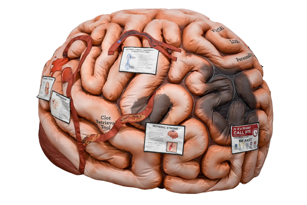 Neuroscience Fair Offers a Look Inside the Brain 